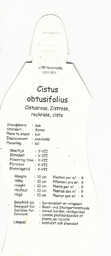 Cistus obtusifolius 0002.jpg